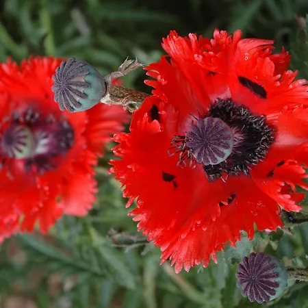 Hébergement de vacances Ferienhaus Humptrup Humptrup