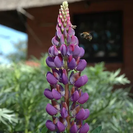 Ferienhaus Humptrup Ferienhaus Humptrup